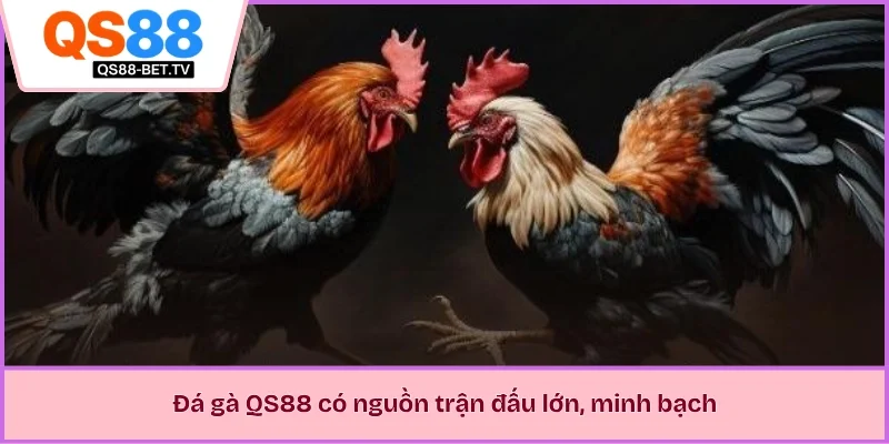 Đá gà QS88 có nguồn trận đấu lớn, minh bạch